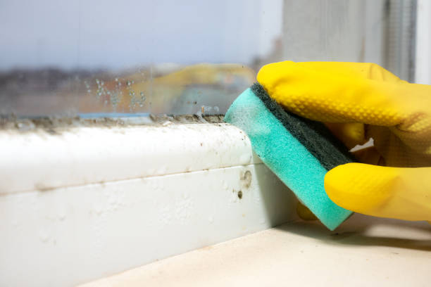 Best Mold Testing  in Arkwright, SC