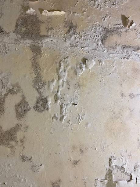 Trusted Arkwright, SC Mold Removal Experts