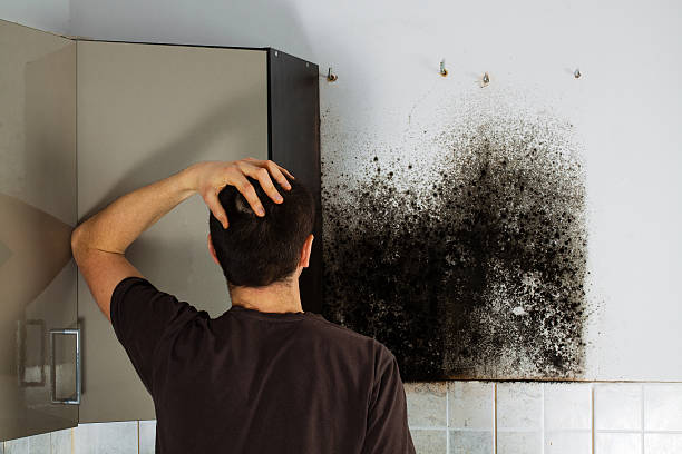 Best Mold Damage Repair  in Arkwright, SC