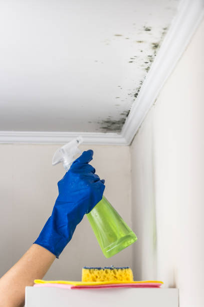 Best Mold Removal and Inspection  in Arkwright, SC