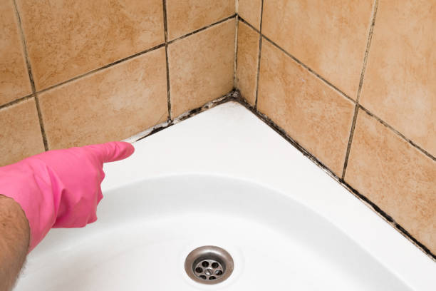 Best Mold Cleaning Services  in Arkwright, SC